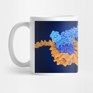 Histone methylation, molecular model, (F035/7250) Mug